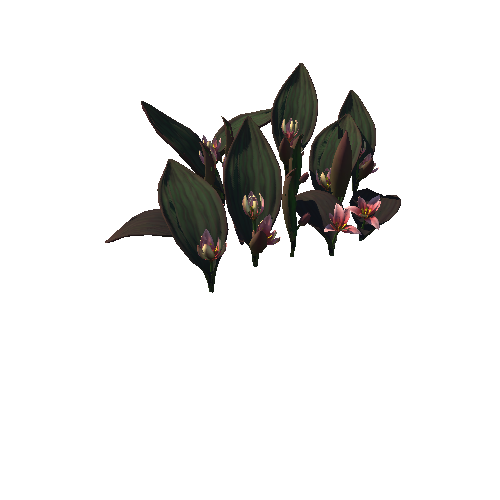 Flower_Tulipa regelii3_1